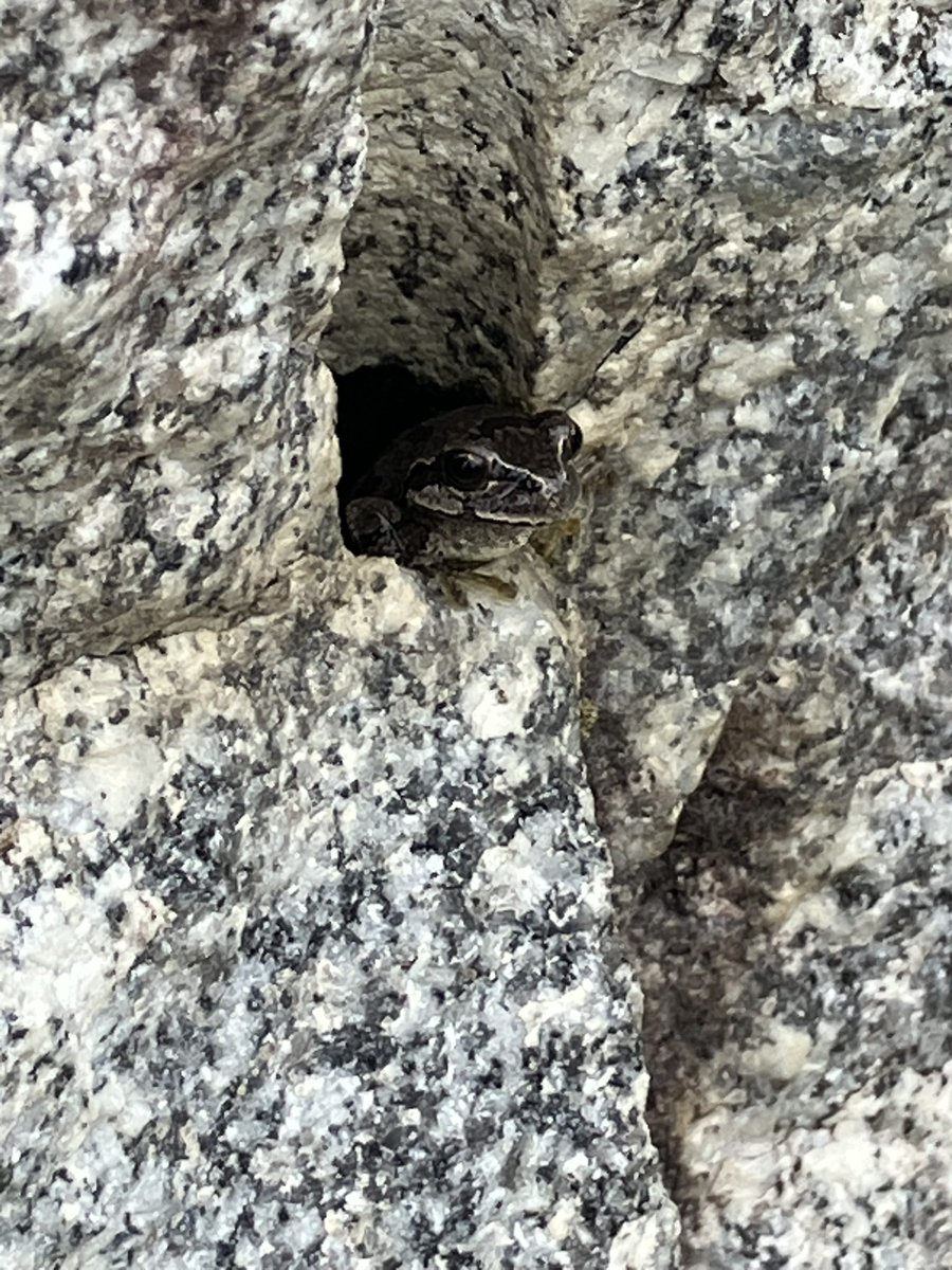 mitsuhasu__'s tweet photo. おまけ(玄関前のモニュメントの石の隙間にいた🐸) https://t.co/P1NdYau6Xz