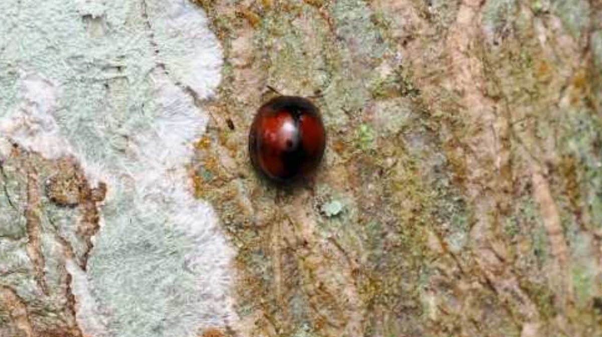 FritillaryLilly's tweet photo. #ladybirds #indonesia #sumatra #ento #Entomology #TwitterNatureCommunity #wildlife #wildlifephotography #insects #bugs #coccinellidae https://t.co/9MfPG8YPmO