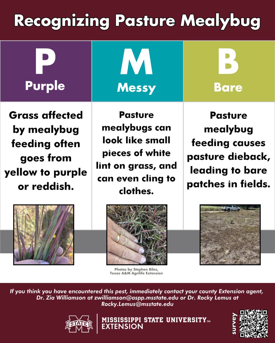 MSUExtService's tweet photo. Although pasture mealybugs have not been detected in Mississippi, entomologists and forage specialists at Mississippi State University urge farmers to frequently scout their pastures for signs of the invasive pest.

Read: https://t.co/OHCWj5WJ4w

#MSUext https://t.co/KyL5AK4wf9