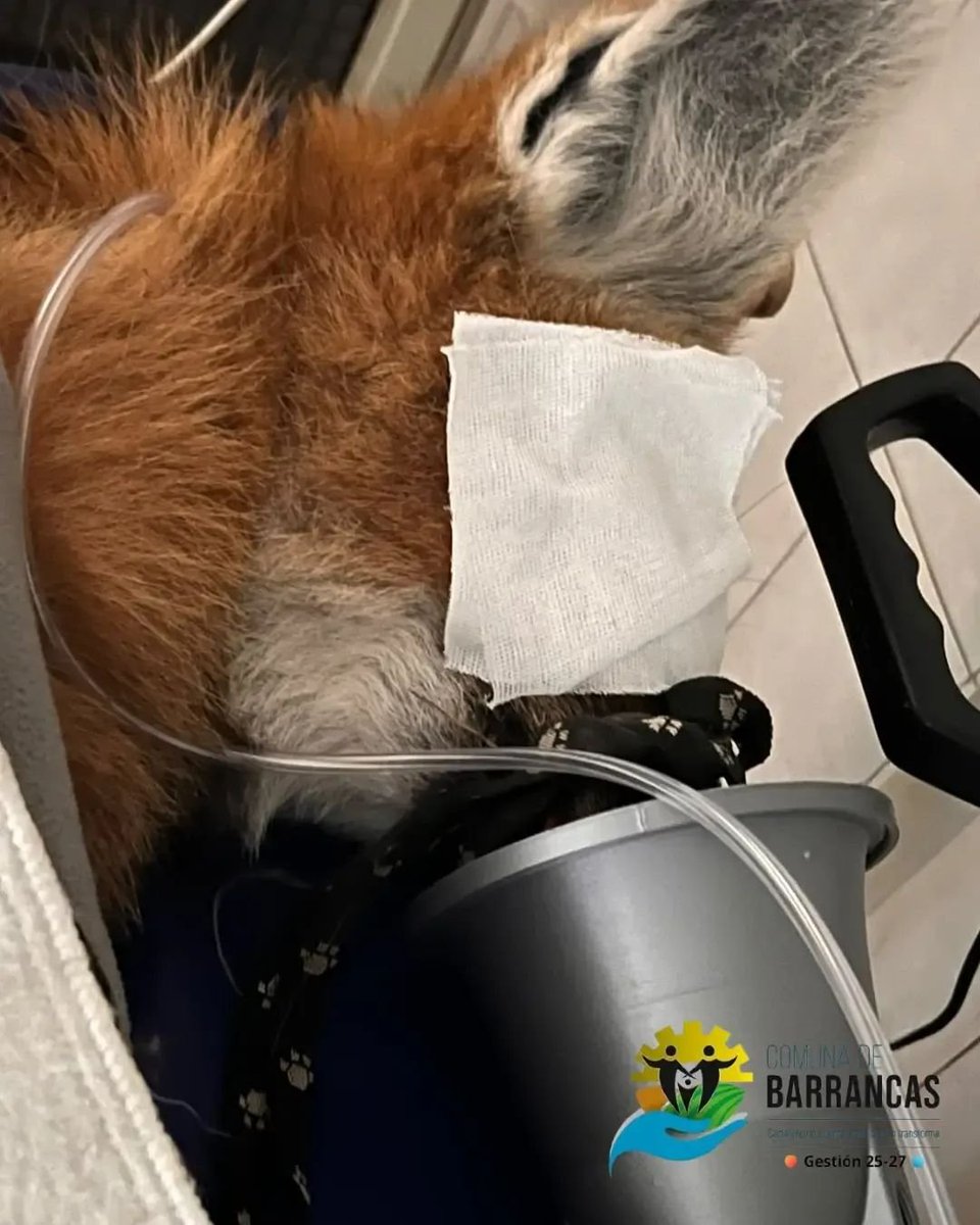 bichoargentum's tweet photo. Rescataron a una aguará guazú atropellada en Santa Fe 🦊

Fue al ingreso de Casalegno y gracias a la rápida ayuda de los veterinarios, pudieron asistirla 🙏🏻

Fue trasladada a reserva natural La Esmeralda, donde continúa su recuperación.

El compromiso de la vet. Mariana Bortolotto, R.A.B., la Policía y la Comuna es realmente valioso 🧡

Hermosa nuestra, ojalá salga pronto 🐾

📷 FB Comuna de Barrancas Unidos