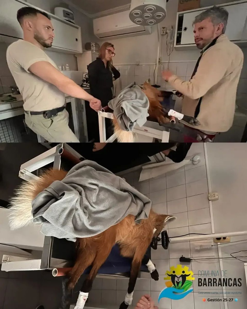 bichoargentum's tweet photo. Rescataron a una aguará guazú atropellada en Santa Fe 🦊

Fue al ingreso de Casalegno y gracias a la rápida ayuda de los veterinarios, pudieron asistirla 🙏🏻

Fue trasladada a reserva natural La Esmeralda, donde continúa su recuperación.

El compromiso de la vet. Mariana Bortolotto, R.A.B., la Policía y la Comuna es realmente valioso 🧡

Hermosa nuestra, ojalá salga pronto 🐾

📷 FB Comuna de Barrancas Unidos