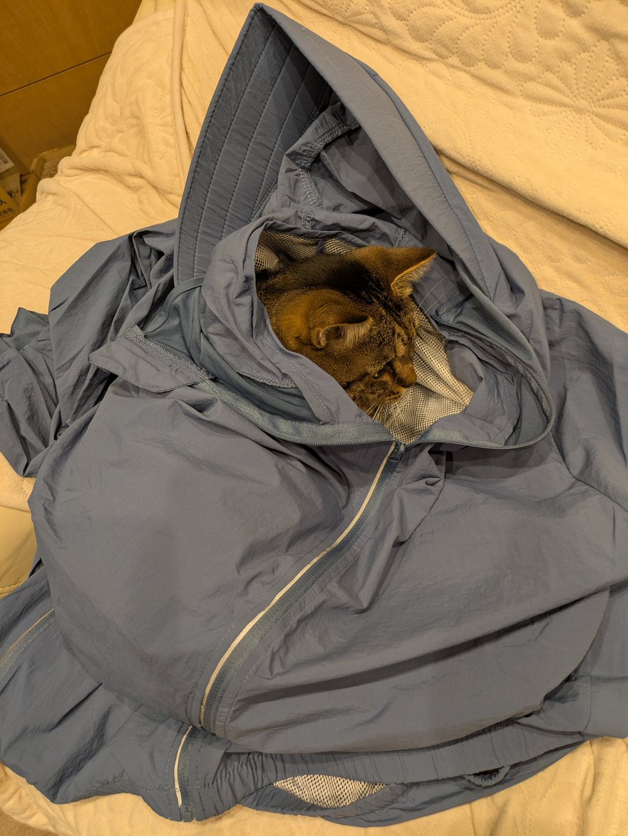 KKaharu's tweet photo. ﾓｿﾓｿ….oO(何か違う…)

#Cat #猫 #ねこ #にゃんこ #ぬこ
#きじとら #雉虎 #橙青(トア) https://t.co/4TUaJseW63