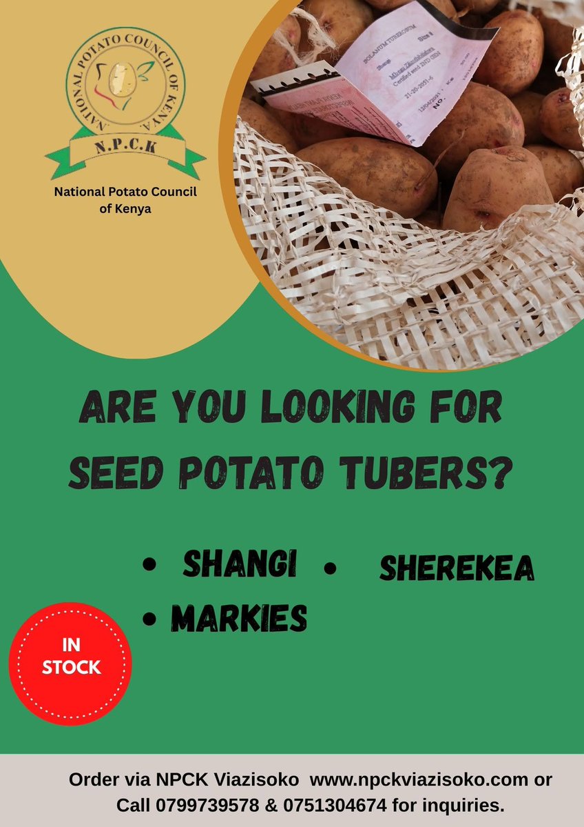 npckkenya's tweet photo. Give your potato crop a strong start with quality-assured seed tubers from trusted suppliers on ๐ฉ๐ถ๐ฎ๐๐ถ๐ฆ๐ผ๐ธ๐ผ.
-Quality-assured seed
- Improved varieties
-Trusted suppliers
Find the right seed for your farm: https://t.co/1oxApBJwsa
#ViaziSoko #SeedPotatoes #NPCK https://t.co/GFxWdr15Ad