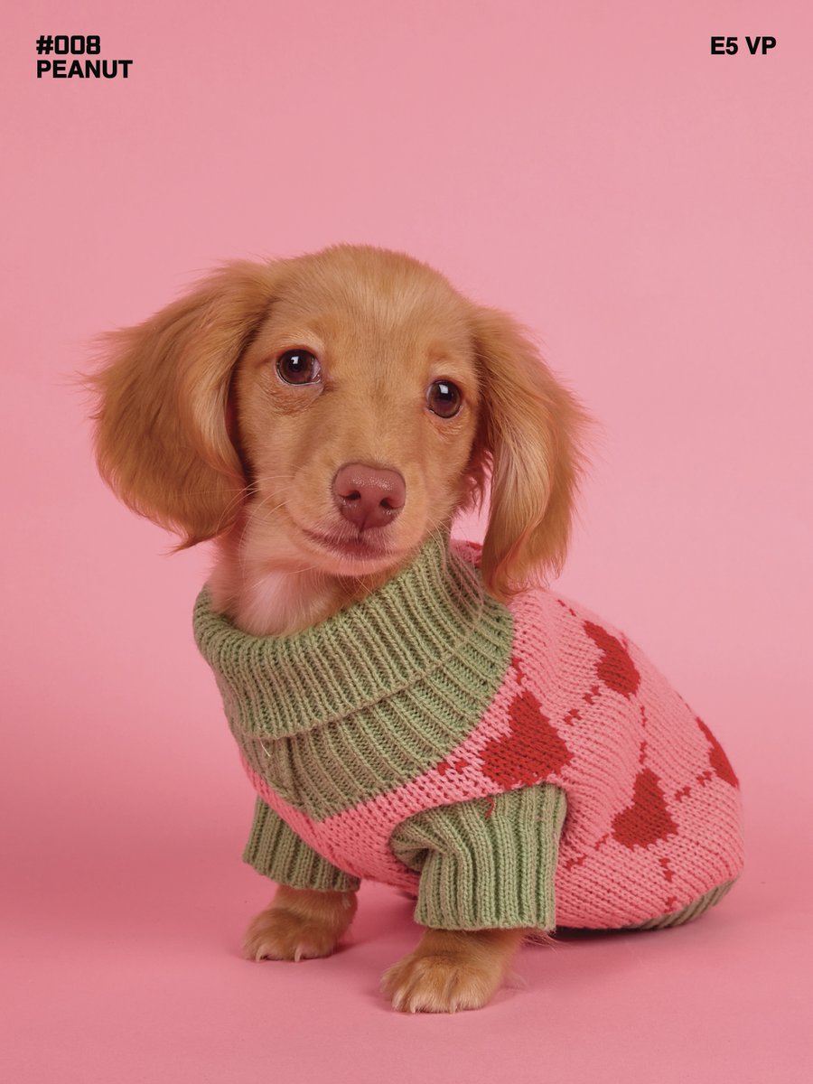 SunshineDenbhx's tweet photo. Meet Peanut! A tiny bundle of floppy ears, puppy eyes and little paws—and a natural in front of the camera. We’re heading to Paris for the Sausage Walk on 4 October. One lucky pup could win a £550 luxury dog photography experience in Paris the day https://t.co/1FucJKuMGk