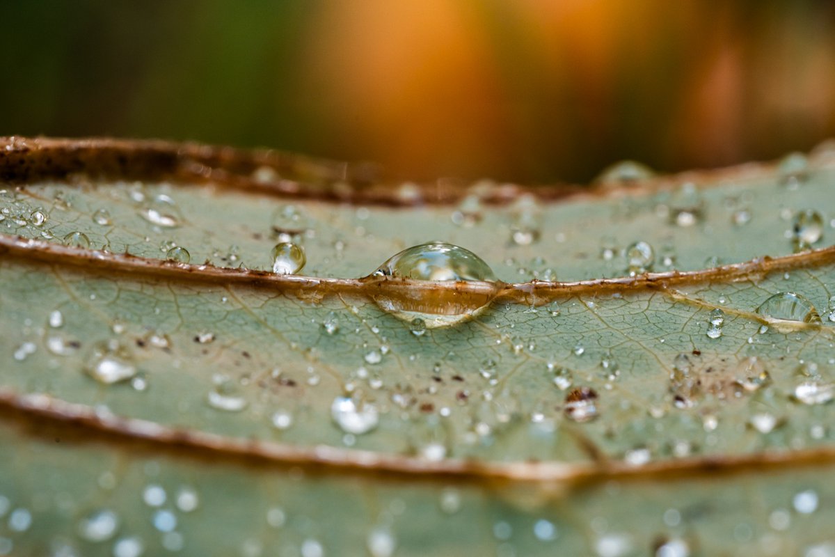 albertdrosphoto's tweet photo. I can spend hours at just a few square meters photographing all of the leaf details. https://t.co/4CG1jC7BSZ