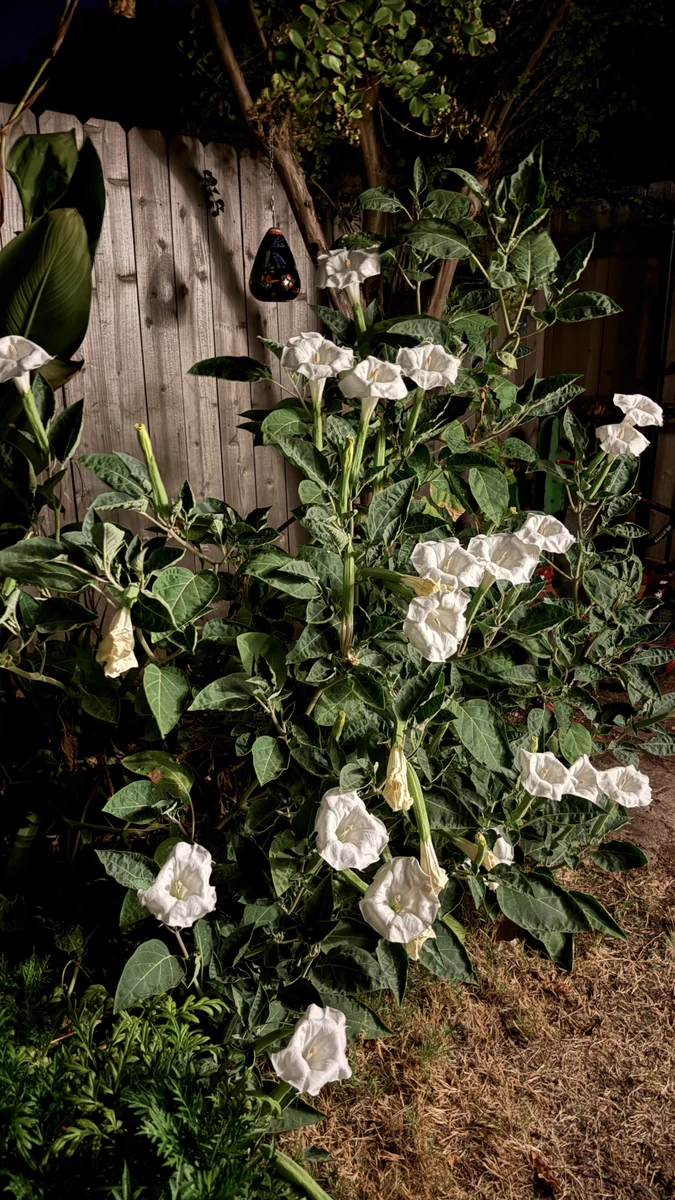 Smith's Gardentown on X: 