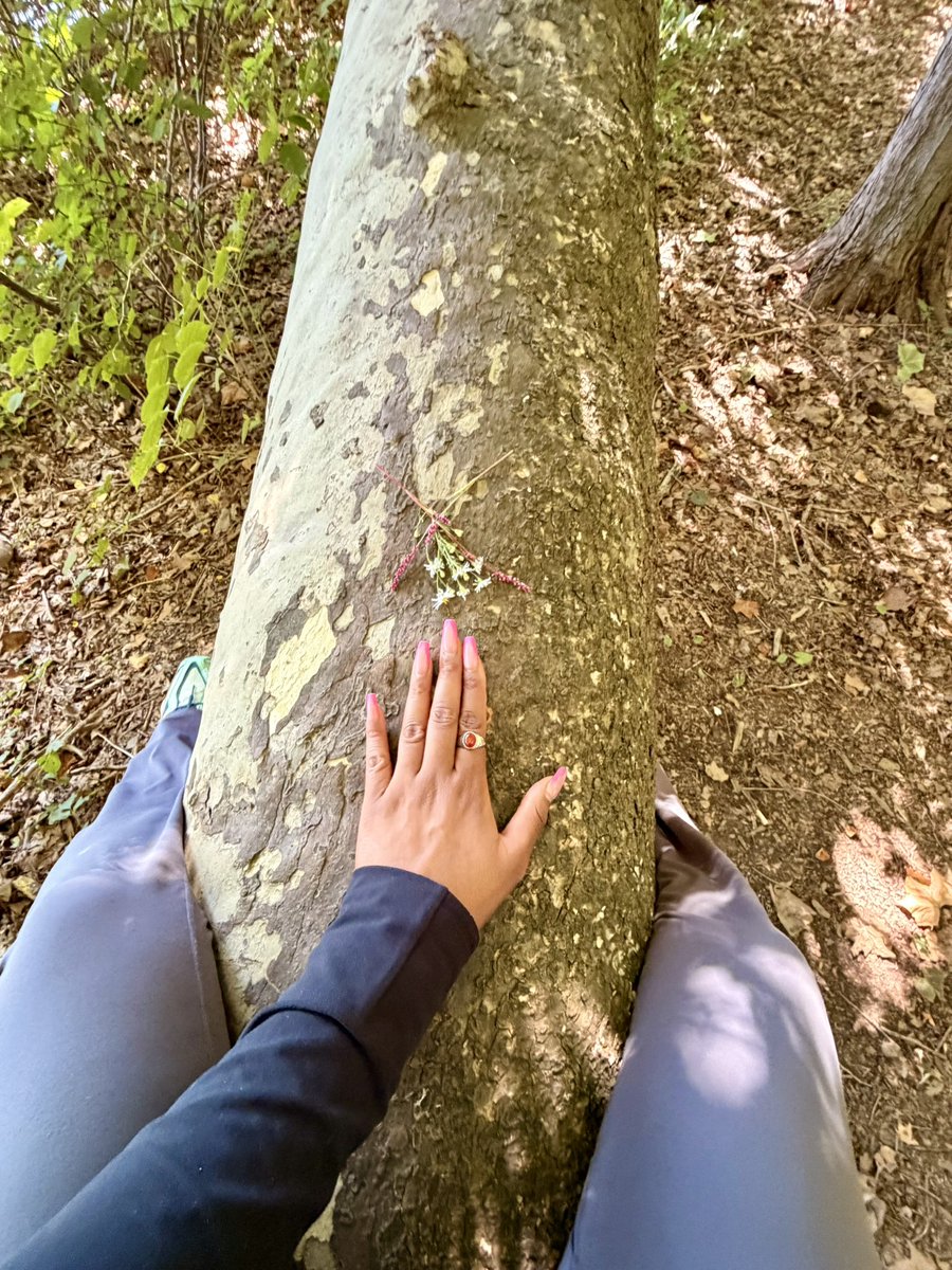 GarnetsSoles's tweet photo. Tell a tree 🍃 https://t.co/q0aZUmeLNm