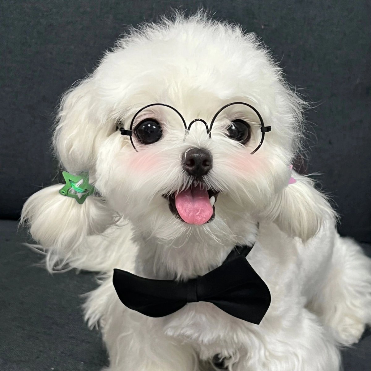 airaz110331's tweet photo. My little pup just hit 6 months old! From wobbly newborn steps to zooming around like a tiny thundercloud—growth never felt this warm https://t.co/1KwXxrMGA5