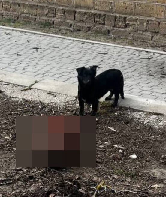 7kitLea's tweet photo. Окупанти намагаються заморити голодом тимчасово окуповані Олешки на Херсонщині
Орки фактично блокують місто, штучно створюючи там гуманітарну катастрофу та залишаючи цивільне населення без постачання їжі та медикаментів, повідомляє видання Bild.
Окупанти перекрили основні шляхи https://t.co/vfU7cafZwG
