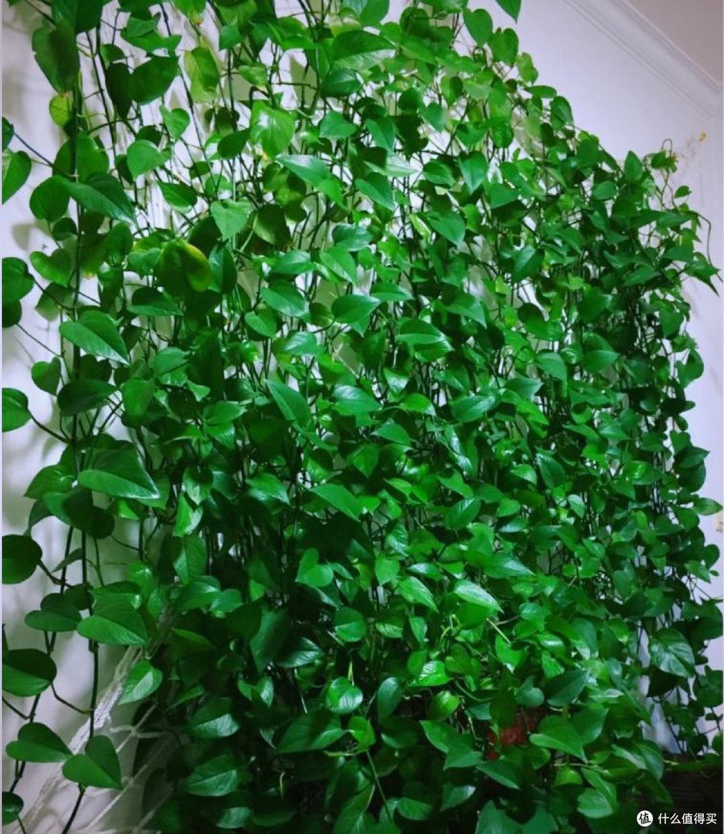 RosendaRosgck's tweet photo. Pro tip for your pothos: rotate it weekly! It loves even sunlight on all its leaves, so you’ll get fuller, lusher growth.  #PlantCare https://t.co/IZTIoIFgpJ