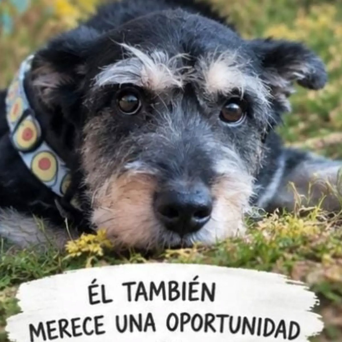SosAbuelos1's tweet photo. #MADRID
#ROCKY ha pasado sus 7 años de mano en mano. Ha sido abandonado, maltratado y humillado.

Ahora se encuentra en  acogida, pero necesita un nuevo hogar; no tiene dónde ir. 

Es súper cariñoso, adorable y paciente con los gatos. 

Contacto: adopciones@axlamadrid.org https://t.co/4NqHgV9Juw