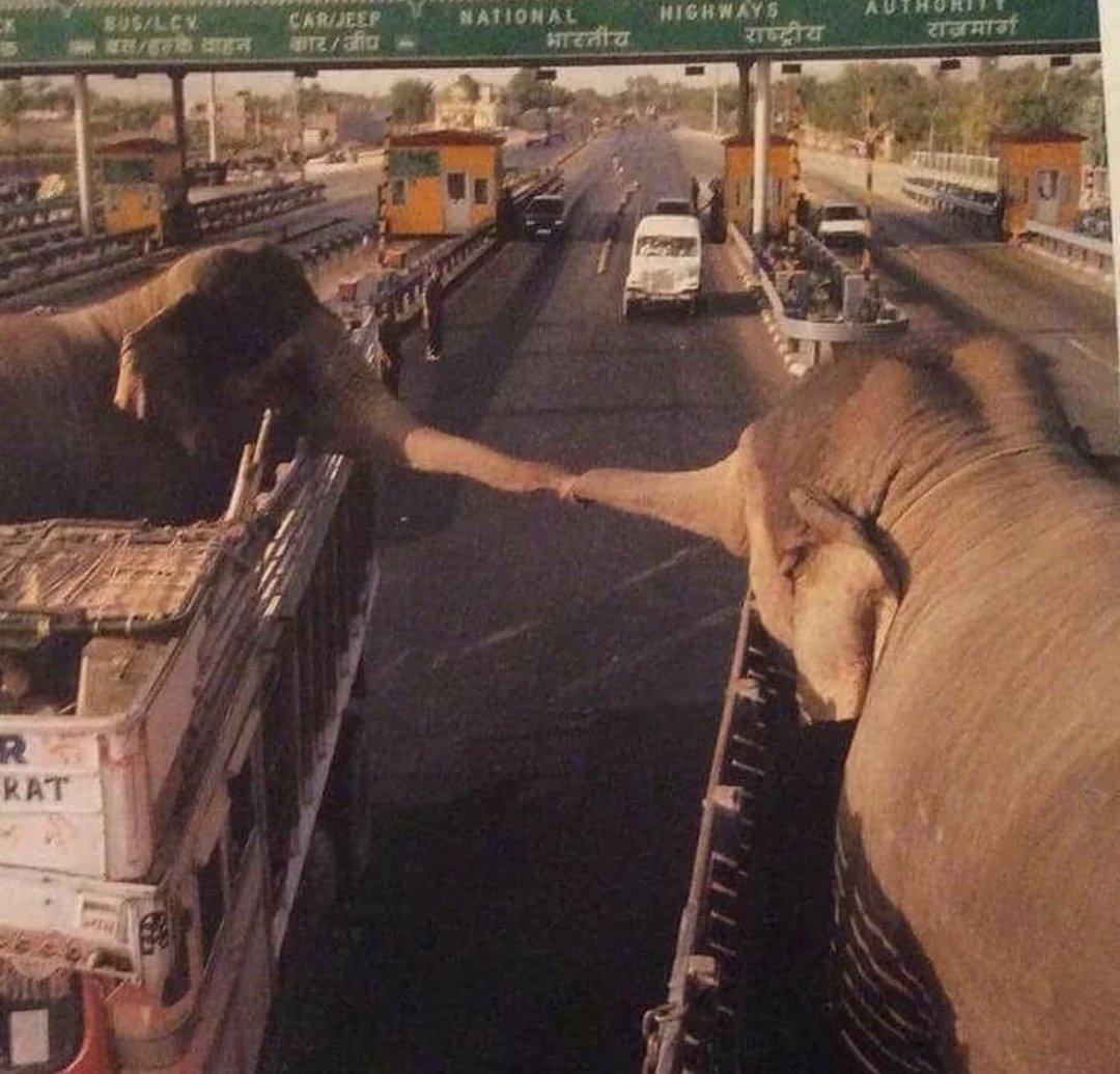 histories_arch's tweet photo. The "Final Goodbye" - the viral photo capture the two captive Asian elephants stretching their trunks toward each other from separate transport trucks, one final time before being separated forever.... 

In December 2016, a photograph taken on an Indian highway captured a moment that moved people worldwide. Freelance writer Sowmya Vidyadhar shared the image online, highlighting a moment of connection before both animals entered a lifetime of human service. 

This interaction shows that animals experience deep emotional responses.

Elephants live in close family groups led by older females, forming lifelong bonds. 

They raise calves together, share food, and support each other during times of distress. 

"Elephants have a remarkable capacity for empathy," notes animal behavior researcher Dr. Ananya Rao. 

"They remember family members for decades, mourn their dead, and show clear sadness when losing a companion. When taken from their herds, they experience significant grief."

The highway photograph illustrates the impact of captivity. 

As traffic passed, the elephants focused entirely on each other, using their trunks to comfort one another. 

"You could hear them making soft rumbling sounds. It was clear they did not want to separate."

For decades, elephants have been captured for work in temples, tourism, and heavy labor. While valued for their physical strength, the emotional strain of separation is often overlooked. 

Being removed from a herd leads to long-term isolation.

Looking at that photograph, we are left to reflect on how we interact with the natural world. By recognizing animal emotions, we can support better protection and freedom for future generations of elephants.

This heartbreaking farewell is not an isolated incident; it is the everyday reality of an industry that treats living, feeling beings as mere tools for human profit. 

Until we refuse to support businesses that exploit wild animals, we remain complicit in their suffering.

Real compassion means speaking up against animal abuse and demanding that these emotional, intelligent creatures be allowed to live free in the wild where they belong.

#archaeohistories