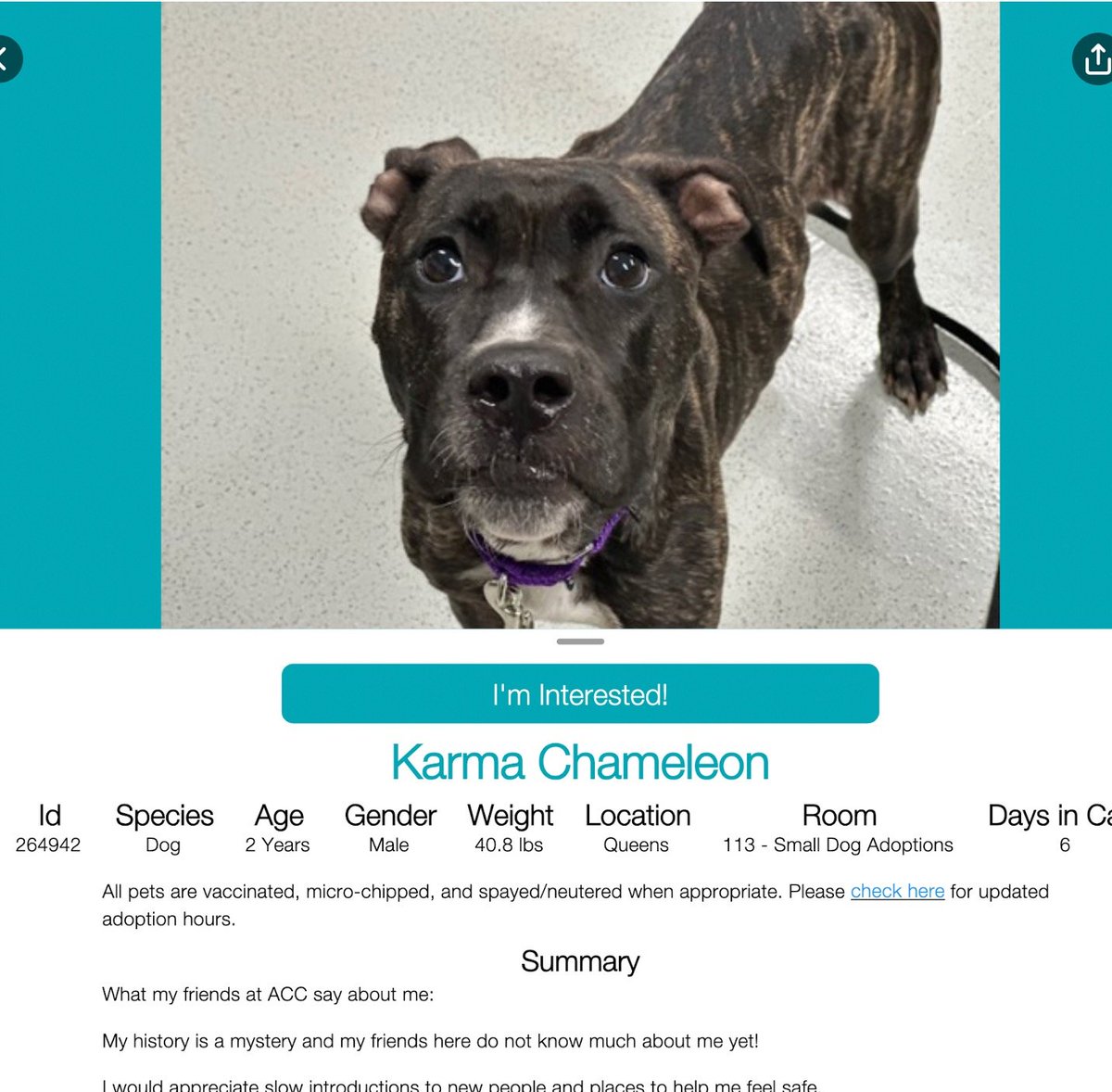 samj_jane's tweet photo. #Adoptme 🐶
Meet Karma Chameleon 2yrs a lovely brindle lad whos emaciated 😢 he needs a kind hearted person with a gentle hand slow intros help him feel safe loved+secure 🙏 Will you be that person?
#264942 #Qacc
#Pledge #Foster #Rescue 🐶❤️ https://t.co/G33EJDePuy