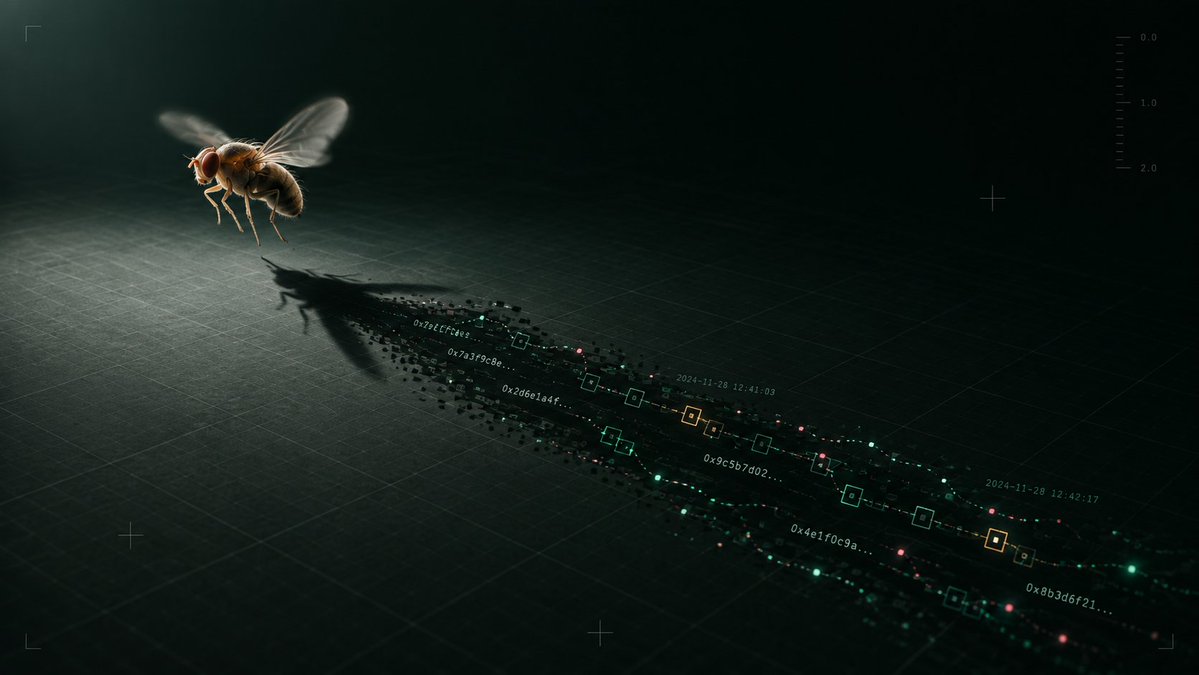 flaptofly's tweet photo. next：fruit fly on chain

This is unlike any other on-chain fruit fly technology currently available; it could revolutionize the digital fruit fly space. https://t.co/hMlUen7jrA