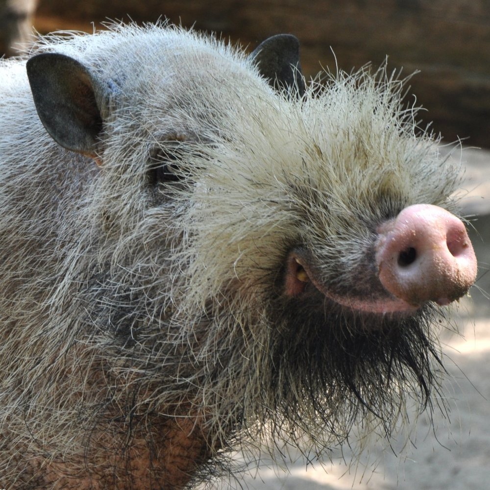 Naturegir360's tweet photo. Bornean bearded pigs have one of the wildest faces in nature

This wild pig from Borneo is covered in coarse dark hair and has a distinctive beard growing across its face https://t.co/w64FpeGXgV