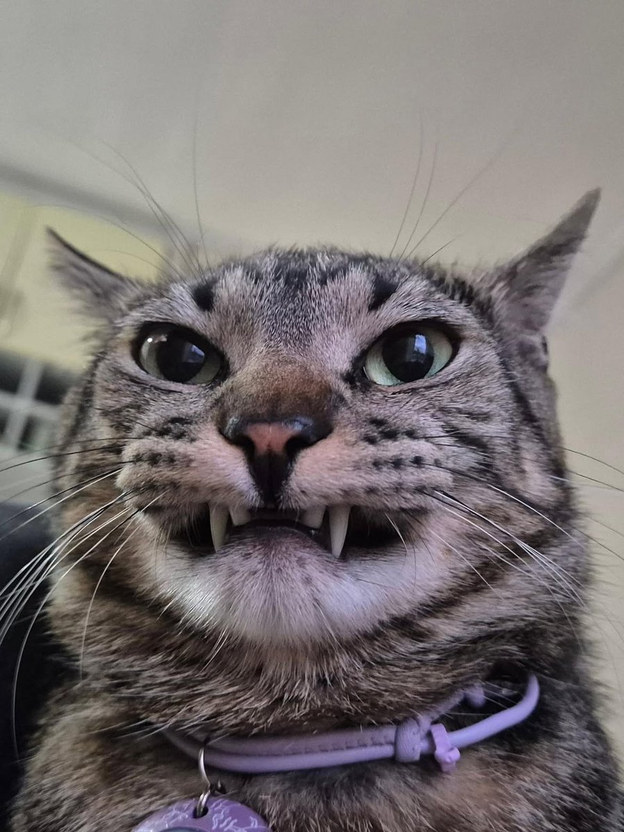 CatMeowkingdom's tweet photo. https://t.co/l7DJHVomG7