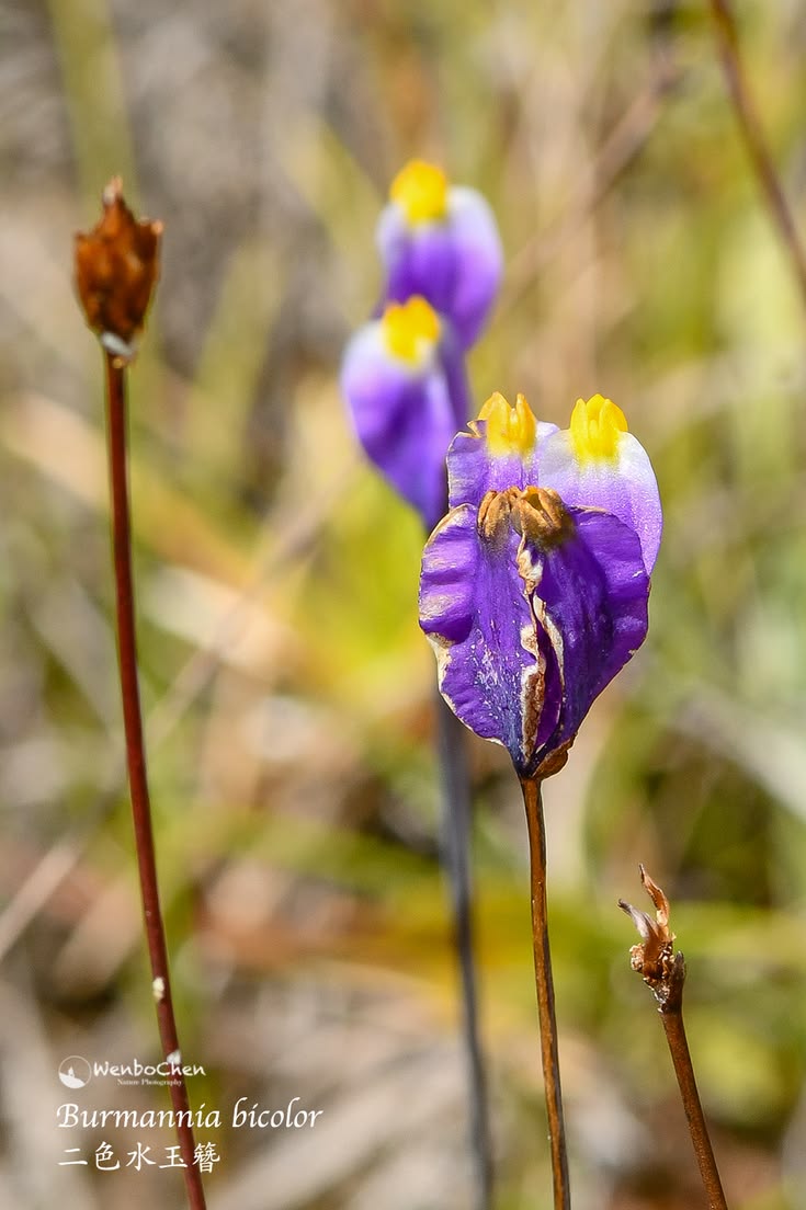 Naturegir360's tweet photo. The flower featured in the image is Burmannia bicolor, a fascinating herbaceous plant belonging to the family Burmanniaceae https://t.co/CUZsqTUNcV