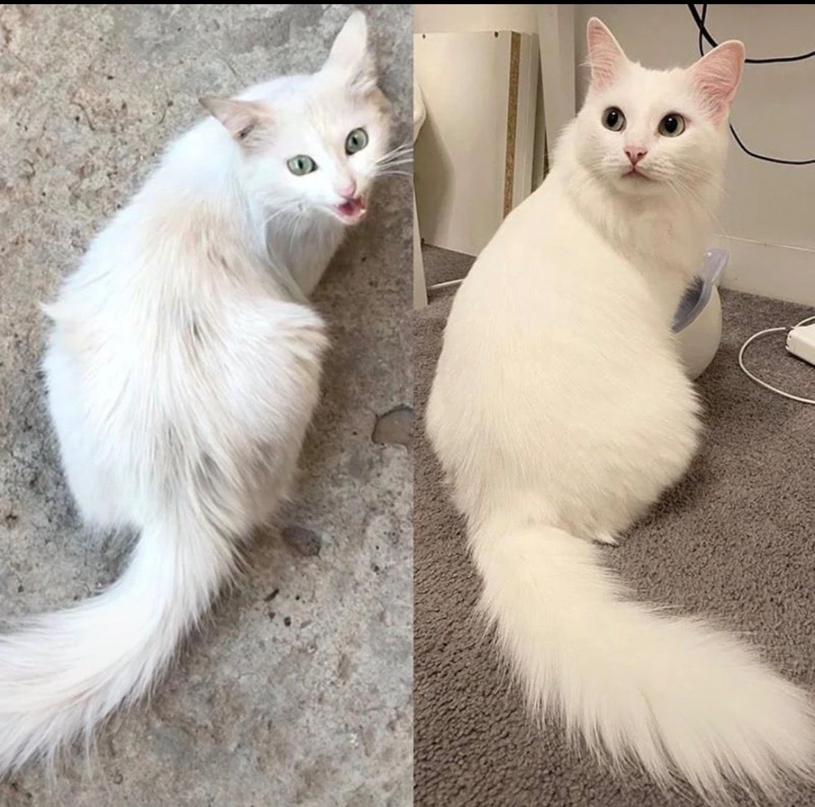 animal_kyawa_'s tweet photo. 路上で生活していた野良猫の1年後 https://t.co/0sIt99vZyr