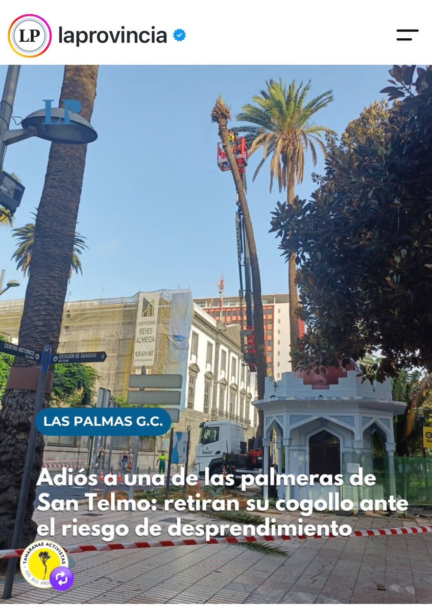 StopArboricidio's tweet photo. OTRA...

●¿Crees que queda alguna palmera sana en @aytolpgc?
#StopPalmericidio @CarolinaDarias 

●¿Tiene @PoliSuarez_LPGC @PPLPGC alguna propuesta? https://t.co/oHTavTyrNB