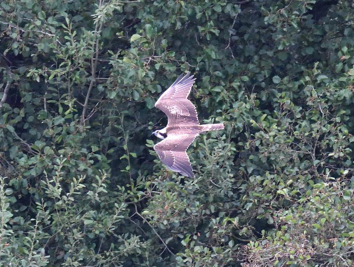 JoKingDevon's tweet photo. I miss Devon and the Exe Estuary particularly at this time of year when the Ospreys come through (and I miss my Devon people!) but luckily there's a juv #Osprey not far from me at #SparhamPools #Norfolk at the moment https://t.co/k8HXebJrgT