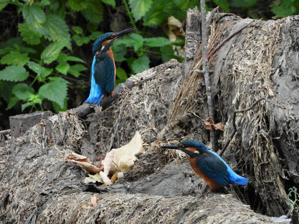 Naturegir360's tweet photo. The stand off continues

It is remarkable these encounters can last for when neither bird backs down.

#nature #wildlife #kingfisher #birds #eastlondon https://t.co/QUb02v8vkV