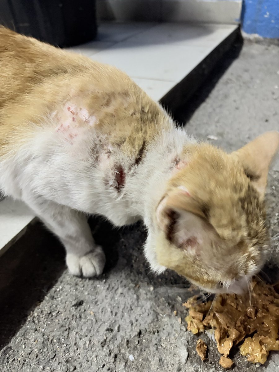 FiskaYenitaFK_'s tweet photo. Dia ni akan jadi kucing yang sangat baik kalau diberi peluang 😢

Jumpa dia waktu jemput keluarga di Jeti Pasir Gudang, Johor. Saya dari KL. Dia nampak macam dah lama sangat duduk kt situ. Bila bagi makan nampak lapar betul macam tu 1st meal dia 

cont- https://t.co/KF50s5GvWY