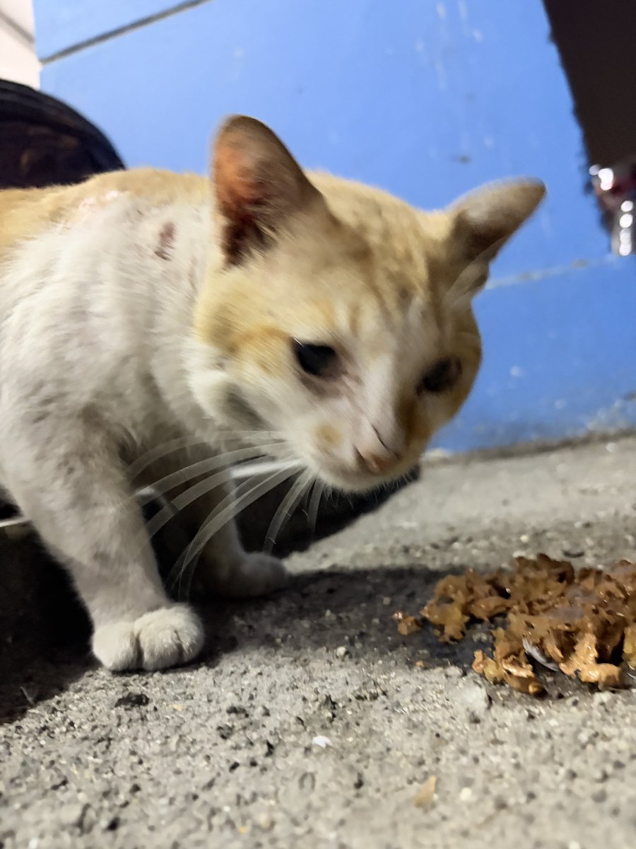FiskaYenitaFK_'s tweet photo. Dia ni akan jadi kucing yang sangat baik kalau diberi peluang 😢

Jumpa dia waktu jemput keluarga di Jeti Pasir Gudang, Johor. Saya dari KL. Dia nampak macam dah lama sangat duduk kt situ. Bila bagi makan nampak lapar betul macam tu 1st meal dia 

cont- https://t.co/KF50s5GvWY