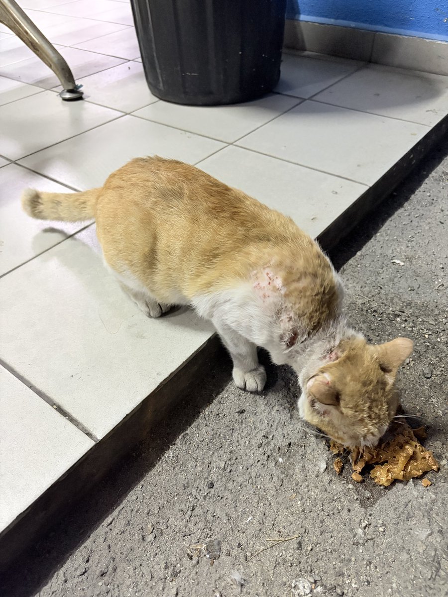 FiskaYenitaFK_'s tweet photo. Dia ni akan jadi kucing yang sangat baik kalau diberi peluang 😢

Jumpa dia waktu jemput keluarga di Jeti Pasir Gudang, Johor. Saya dari KL. Dia nampak macam dah lama sangat duduk kt situ. Bila bagi makan nampak lapar betul macam tu 1st meal dia 

cont- https://t.co/KF50s5GvWY