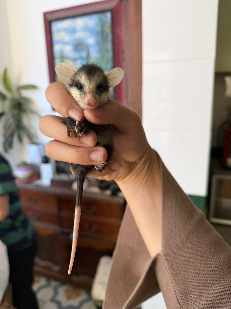 Alina_Gag's tweet photo. Alguien conoce algún santuario de tlacuaches? O expertxs en sus cuidados desde bebés? 

Me da terror estar haciéndolo mal y que no lo logre

Además de que se que es importante que siga siendo liberable 

PLIS RT 🙏🏻 https://t.co/pDqsOObAYf