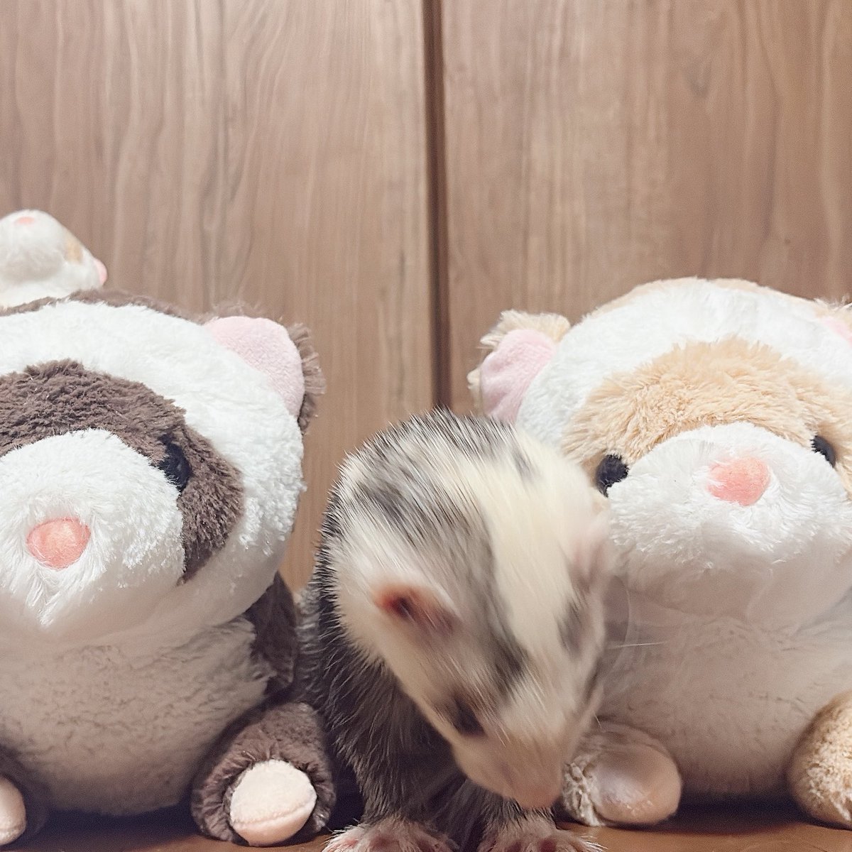 96_yuo's tweet photo. にちゃい記念のお写真撮らせてねーーーーーー
→ぼくは、おやつにしか、興味がありません
で怪獣になったり謝罪ポーズの写真しか撮れなかった https://t.co/NuIA3DXnp2