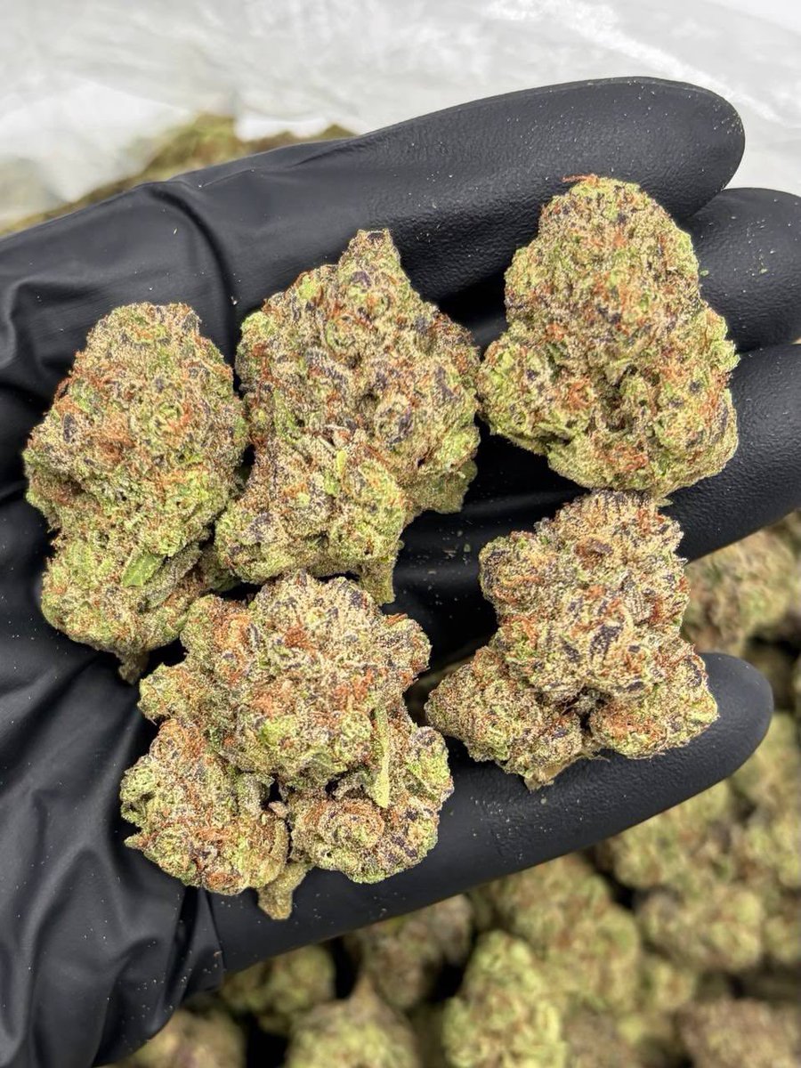 CharmcityVault's tweet photo. Dumdums AAA +
#BaltimoreMD #Baltimore #Baltimoreplug #BaltimoreWeed #bmoredl #bmorefreaks #westbaltimore #bmore https://t.co/dzFtZ9AjYO