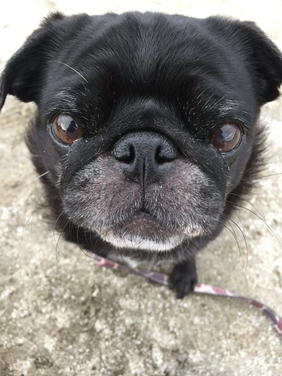 mimi15263496's tweet photo. #PUG #mops #パグ #黒パグ #秘密結社老犬倶楽部天国支部
20160916 https://t.co/33HMKOc8Z3