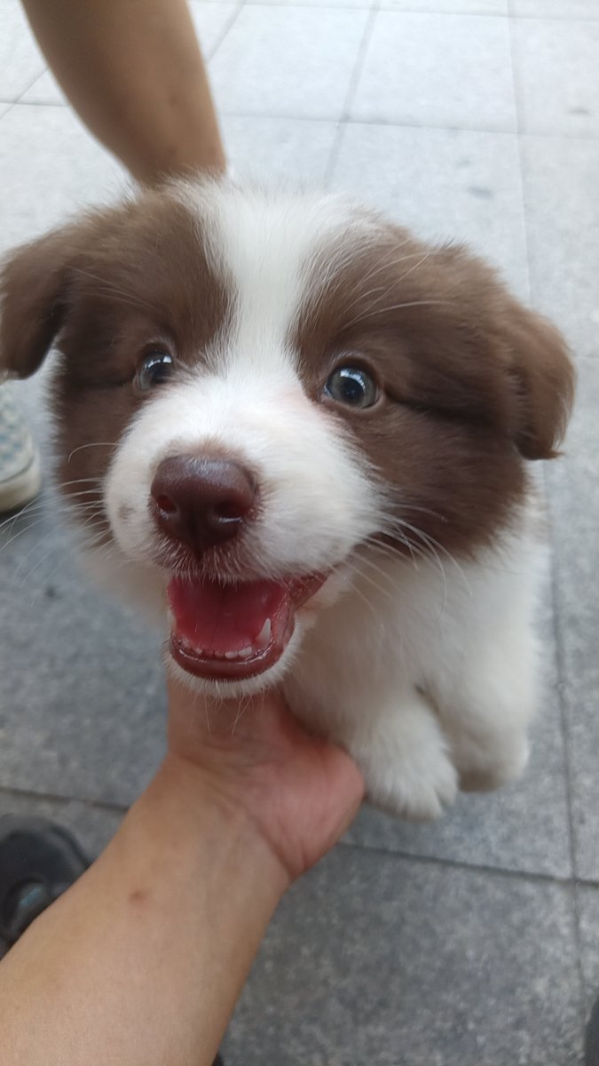 MissReevermi6's tweet photo. Hey, just grabbed coffee next to the cutest dog! Turns out good boys and lattes make the best Tuesday pick-me-up https://t.co/DkKNCd6sXU