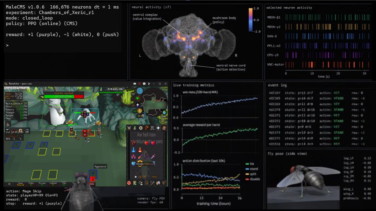 CheeseOSRS's tweet photo. The fly is now addicted to the Chambers of Xeric

I connected a simulated 166,606-neuron Drosophila brain to Oldschool Runescape and gave it two outputs: white light or purple light.

Then I gave it access to my Runescape account
He has been raiding for over 6 hours. https://t.co/X1dXuuL9dQ