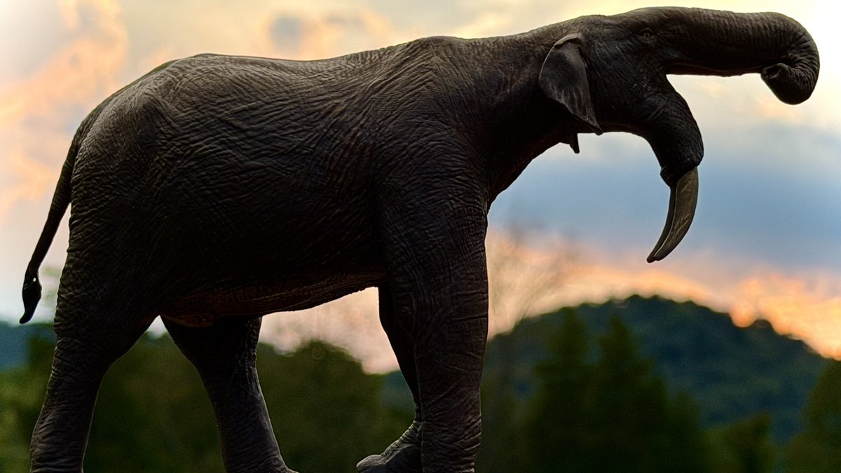 CollectorPaleo's tweet photo. Proboscidean Sunset
@Eofauna #proboscideans #paleontology #paleoart #toyphotography https://t.co/SbreZmDUvT