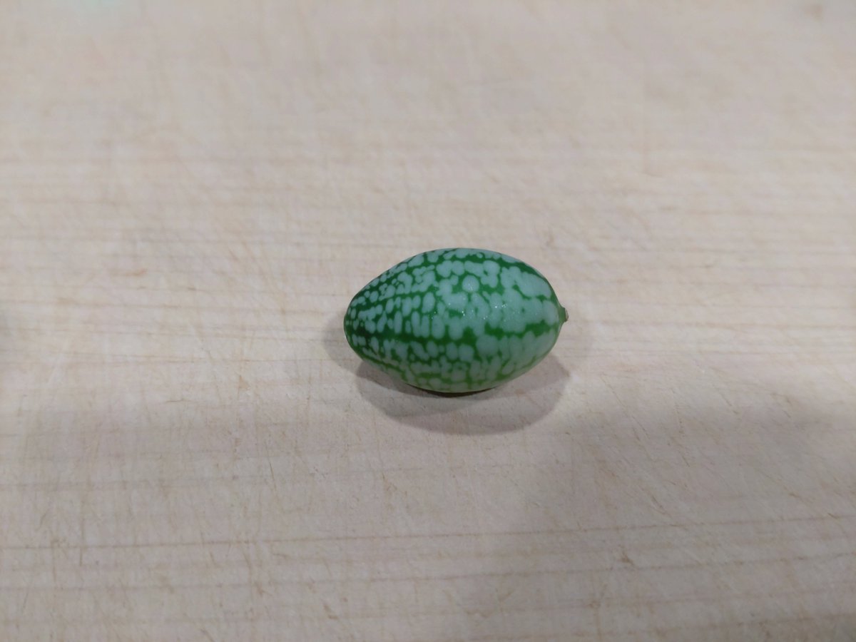 arakawaham's tweet photo. 【ブログ更新しました】

第20回目のヘンメシは、小さすぎる瓜、「マイクロきゅうり」です。特徴を活かした料理を模索します。

https://t.co/GDfeH7iUvt https://t.co/ngW1A5nbn9