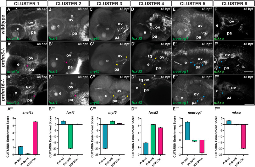 Diff_Journal's tweet photo. Results from Lomeli C. Shull et al. suggest that Prdm3 and Prdm16 define cranial neural crest cell states in zebrafish development. Learn more about their research: https://t.co/zs4Yt4s1dl https://t.co/82HG6WSTuR