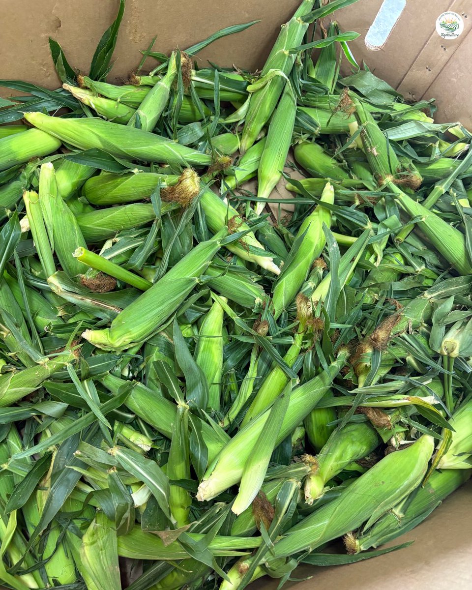 MoCoOAG's tweet photo. One of the best parts of buying local is seeing what’s being harvested throughout the seasons.
Farm markets and farm stands make it easier to bring locally grown food from Montgomery County farms to your table.
Visit our Farm to Table page : https://t.co/W3ySM6buix https://t.co/u5WGeDpThz