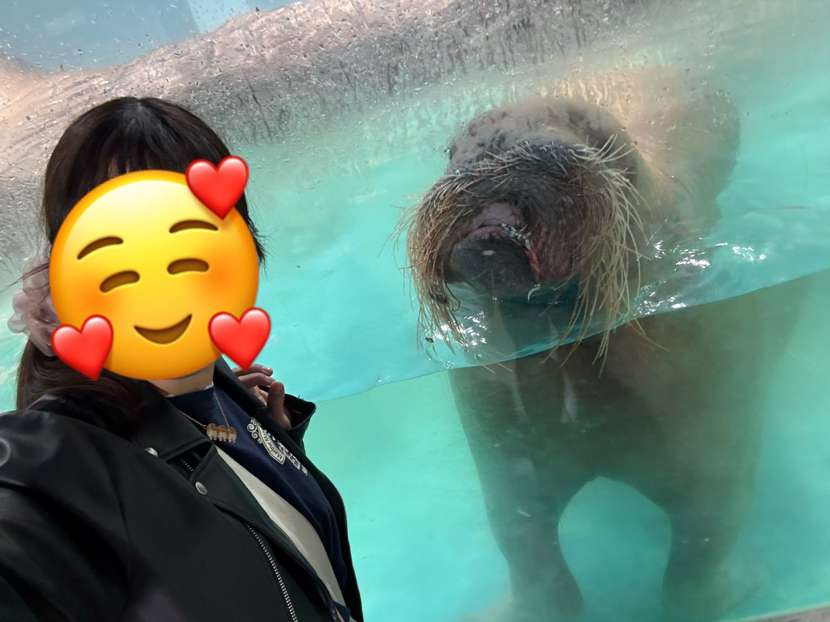 mikigoof2's tweet photo. @umitamago_staff @TOBA_AQUARIUM @kamoseaOfficial 伊豆・三津シーパラダイス
スノーちゃん🫶🏻
バケツ持つスノーちゃん可愛かった🫶🏻 https://t.co/hMyP49BqLk