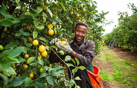 hallaboutafrica's tweet photo. South Africa has the right idea to diversify its export markets and laugh at Trump's tariffs. Despite a US 42.5% tariff on SA goods (30% + 12.5% for SA's "forced labour"), SA agricultural exports are up 10% over last year. Africa is the main market, followed by the Middle East (24%), EU (21%) and UK (10%). U.S. down to just 5%. SA's main agricultural exports are citrus, apples/pears, maize, wine, avocados, mangoes, wool, sugar, fruit juices, grapes and nuts.