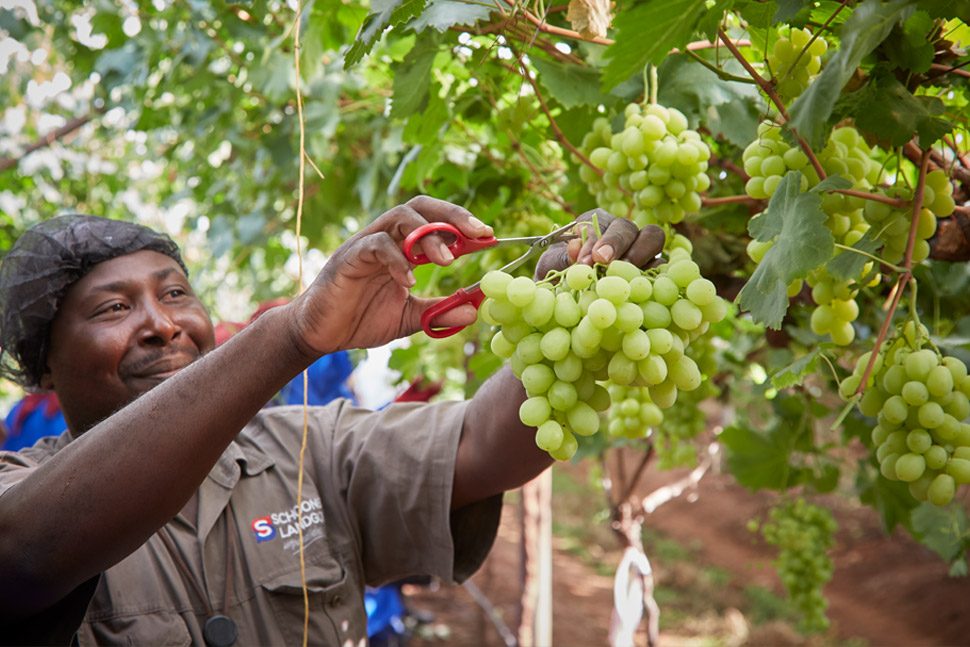 hallaboutafrica's tweet photo. South Africa has the right idea to diversify its export markets and laugh at Trump's tariffs. Despite a US 42.5% tariff on SA goods (30% + 12.5% for SA's "forced labour"), SA agricultural exports are up 10% over last year. Africa is the main market, followed by the Middle East (24%), EU (21%) and UK (10%). U.S. down to just 5%. SA's main agricultural exports are citrus, apples/pears, maize, wine, avocados, mangoes, wool, sugar, fruit juices, grapes and nuts.