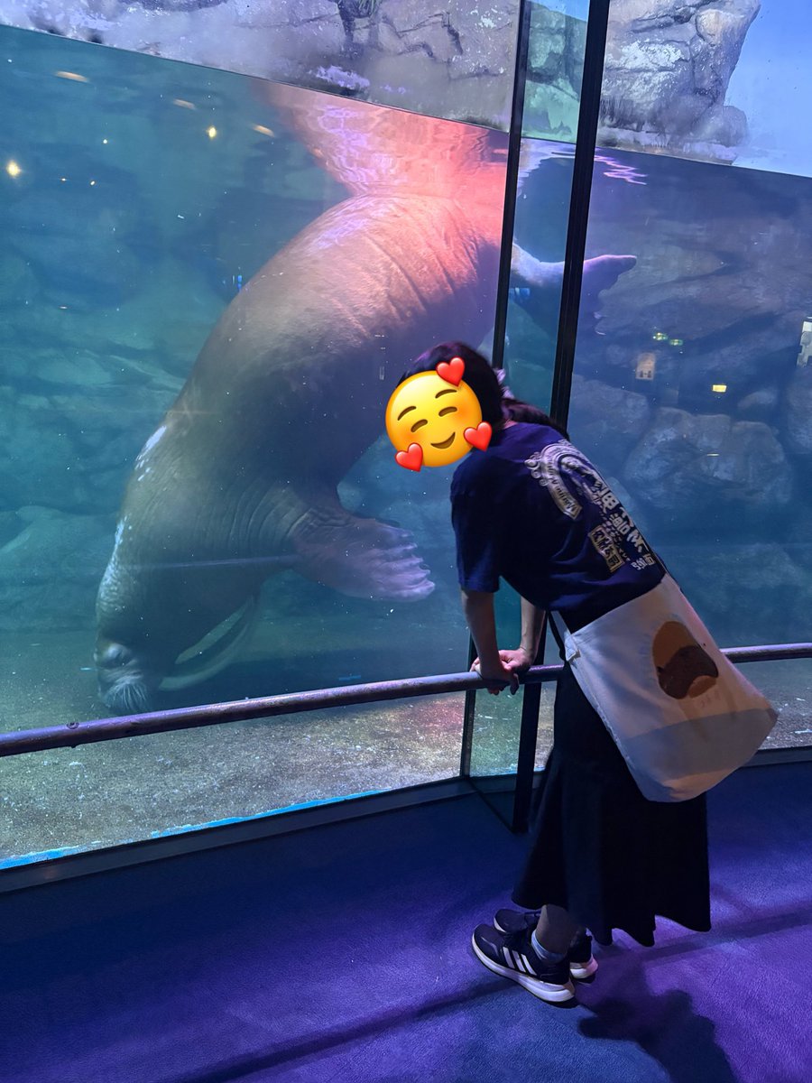 mikigoof2's tweet photo. @umitamago_staff @TOBA_AQUARIUM @kamoseaOfficial @izu_mitosea 八景島シーパラダイス
セイタくん、ウチちゃん、アコちゃん、モコちゃん、ピコちゃん
アコちゃんにお返事してもらえたのがいい思い出
撮影難易度高すぎたけど、セイウチ水槽の照明変わったらしいから、また会いに行きたいな🫶🏻 https://t.co/r1KbxfU62w