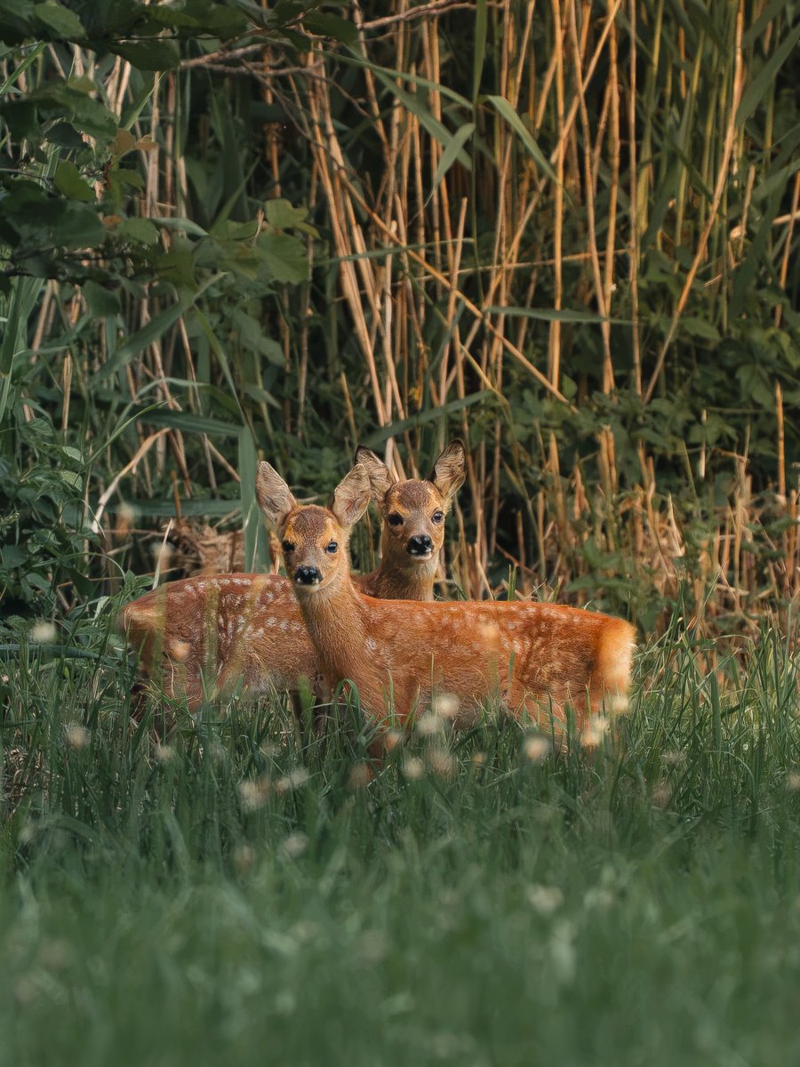 Tittyjmsm's tweet photo. The little deer at the forest’s edge

At first, I could only see a small brown spot in the meadow—a deer, clearly. Looking closer, it was a fawn. Then a second one emerged from the cornfield. They calmly walked through the meadow before https://t.co/z2dxSCuJmN