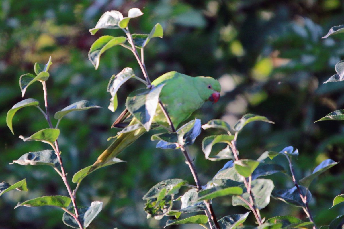 LiverpoolParks's tweet photo. 🦜 Beautiful green parakeets spotted in Norris Green Park! #LiverpoolWildlife #LocalWildlife #CityNature #LiverpoolParks https://t.co/uR0eRup90E