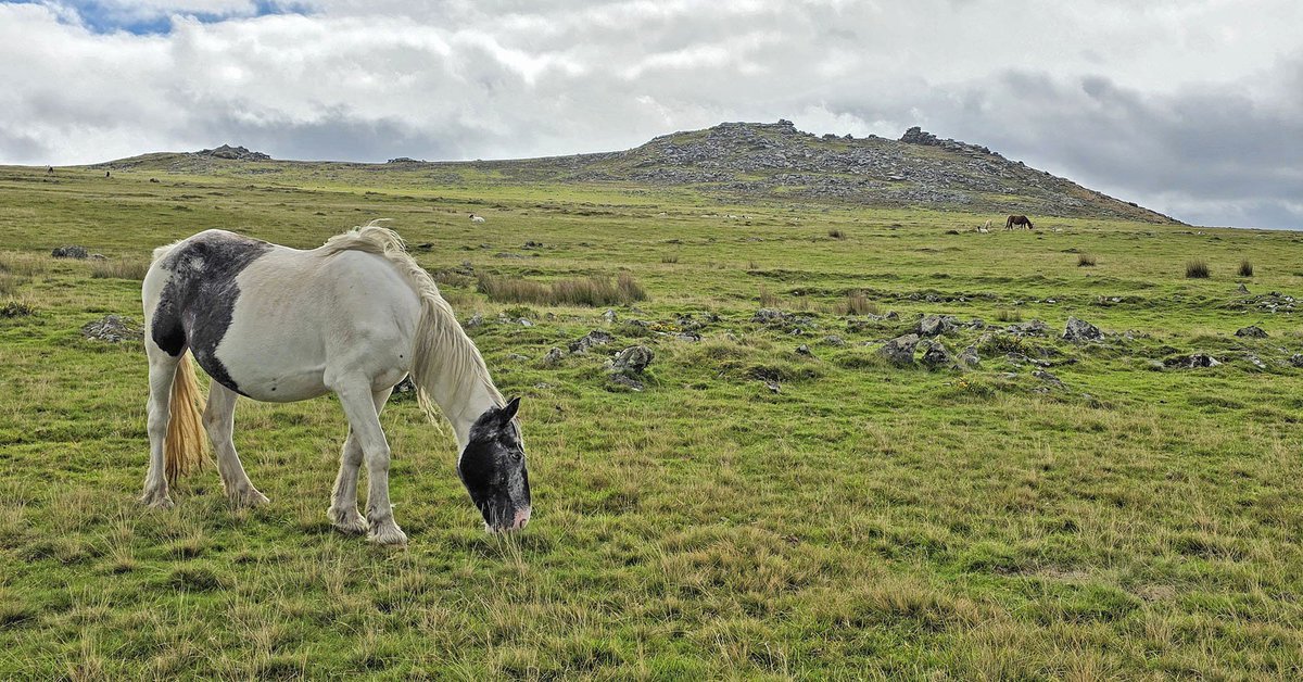 RossBishop77's tweet photo. A cracking hike on Bodmin Moor today in north Cornwall where I ascended to the granite tops of Rough Tor and Brown Willy https://t.co/33o0AkAO0K