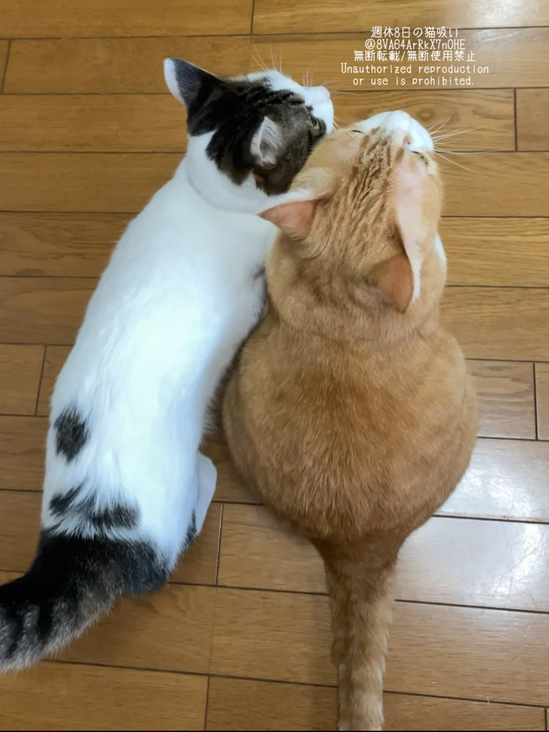 週休8日の猫吸い (@8VA64ArRkX7nOHE) / X
