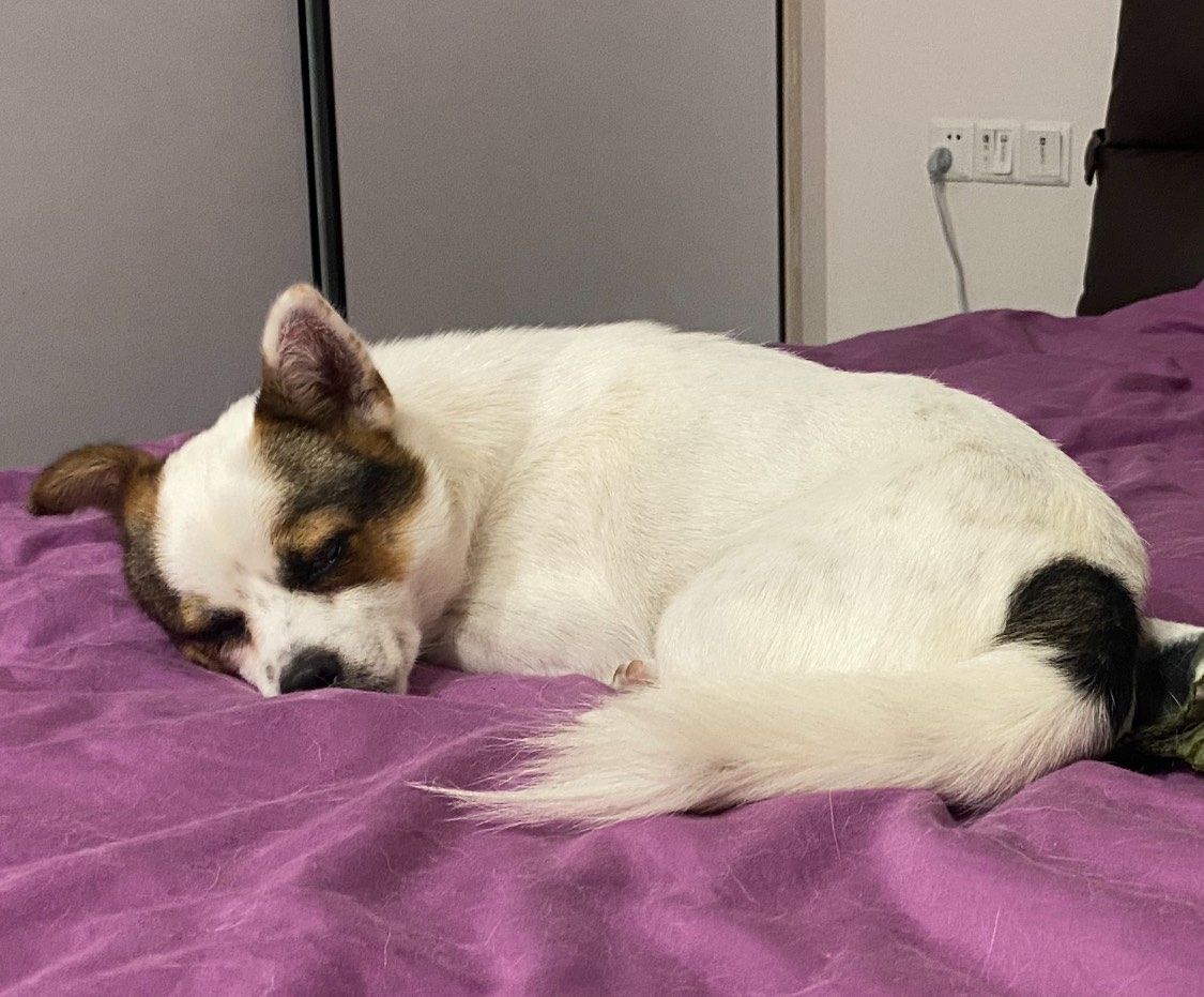 LasandraDrader's tweet photo. [My fluffy pup just hit his 6-month mark—watching him go from wobbly tiny ball to zooming cloud of joy is the best part of pet parenthood ]， https://t.co/P6W9aKOv2e