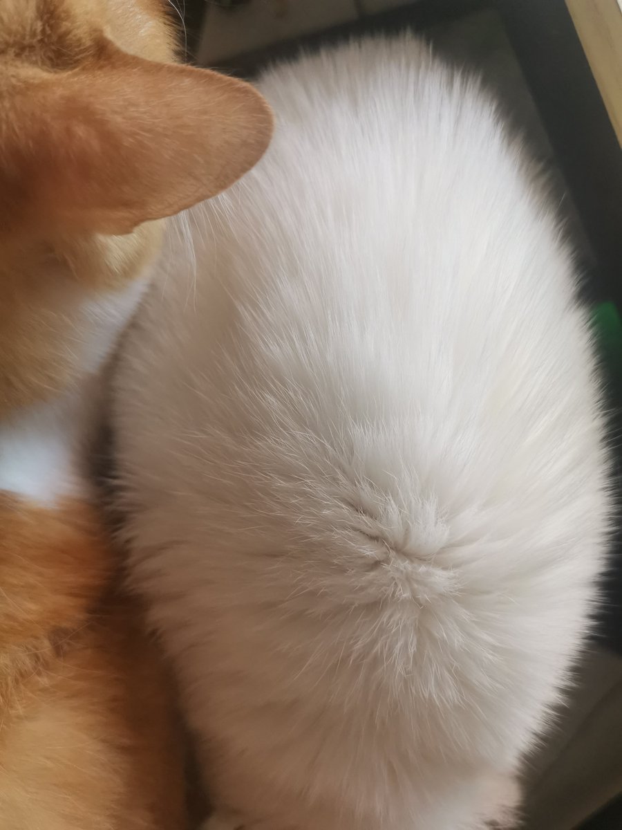 MarlysLoba7iu8's tweet photo. Spent this rainy Sunday cuddling with my lazy tabby—best weather u0026 best companion combo ever https://t.co/LOsHSkw58G