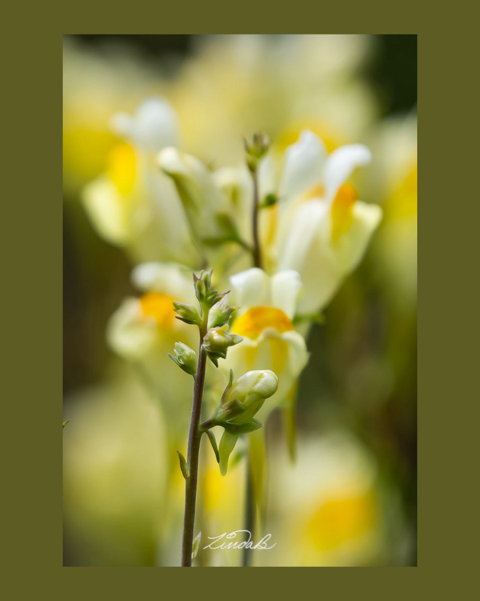 LSBofEBB's tweet photo. #WhatsForBreakfast
Butter-and-eggs, of course! That's my favorite alternate name for #yellow Toadflax. For the record I cook my eggs in butter & then add cheese but I usually have them for dinner, not breakfast.
#godshandiwork #wildflower #WonderousWednesday #photographer https://t.co/VzO6vTJcBI