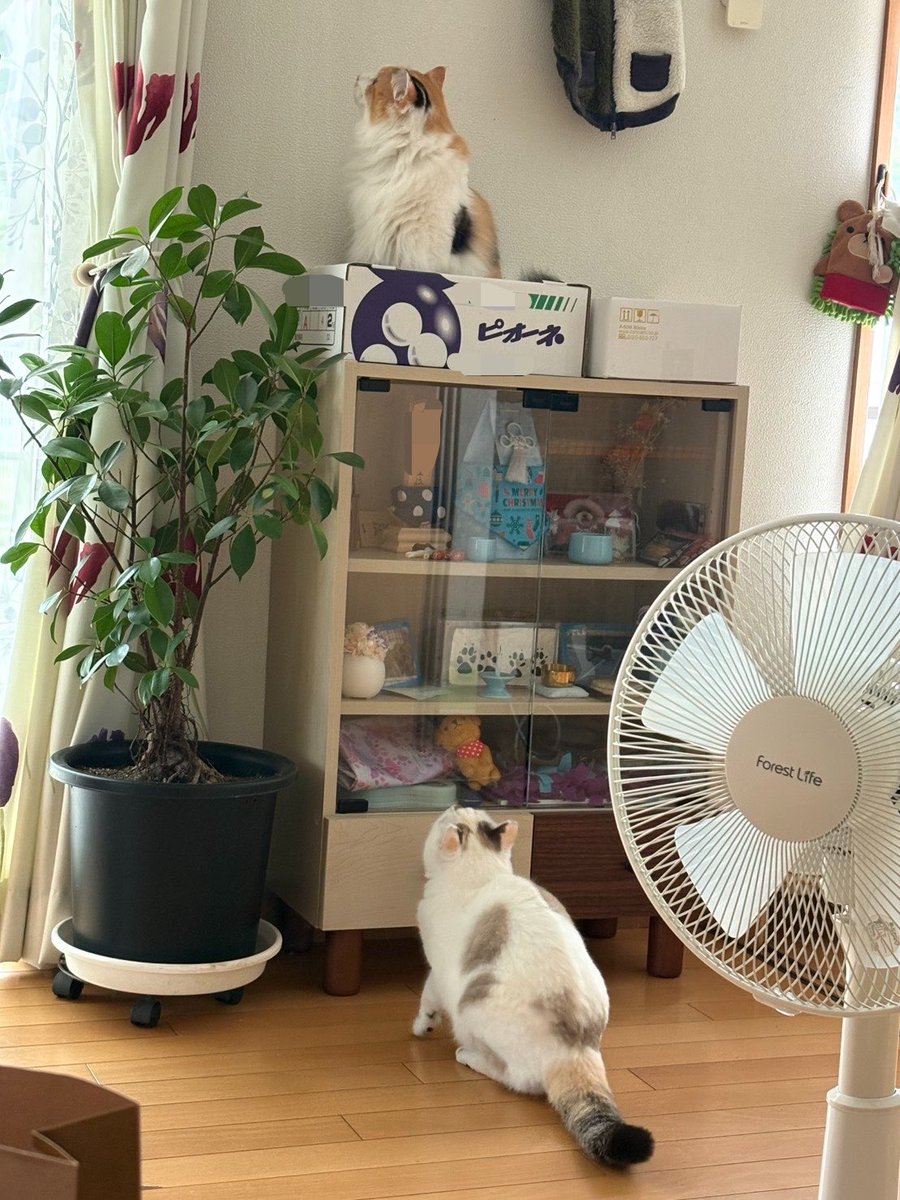21mstk35's tweet photo. 猫が猫に襲われてた https://t.co/C88kXHH8qP